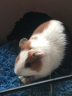 French Fries And Nancos - Guinea Pig Small & Furry