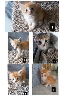 5 Kittensss - Domestic Short Hair Cat
