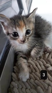 5 Kittensss - Domestic Short Hair Cat