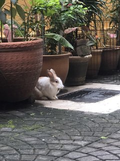 Polo - Bunny Rabbit Rabbit