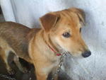 Max - Mixed Breed Dog