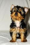 Tiny AKC Yorkie Terrier Puppy for Adoption.