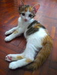 PF11297 - Domestic Short Hair + Domestic Medium Hair Cat