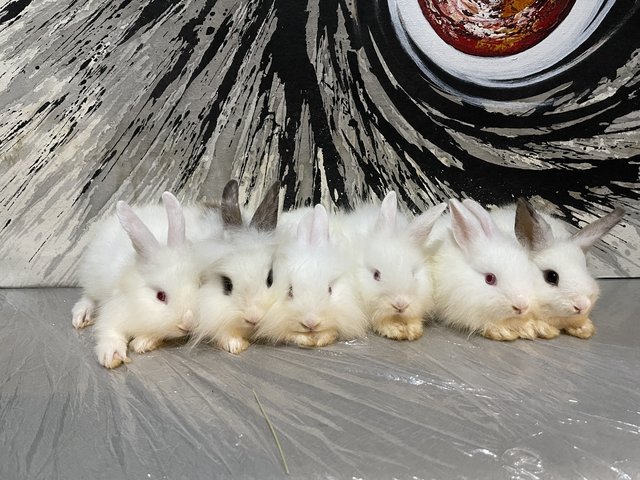 Rabbits - Bunny Rabbit Rabbit