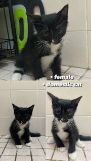 Lala Lili - Domestic Short Hair Cat