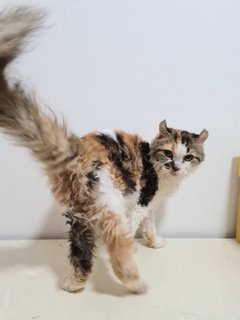 Iu - American Curl Cat