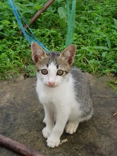 Marlo - Domestic Short Hair + Domestic Medium Hair Cat