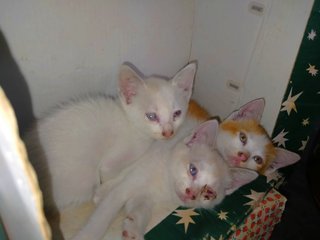 White Mix Orange  - Domestic Short Hair + Domestic Medium Hair Cat