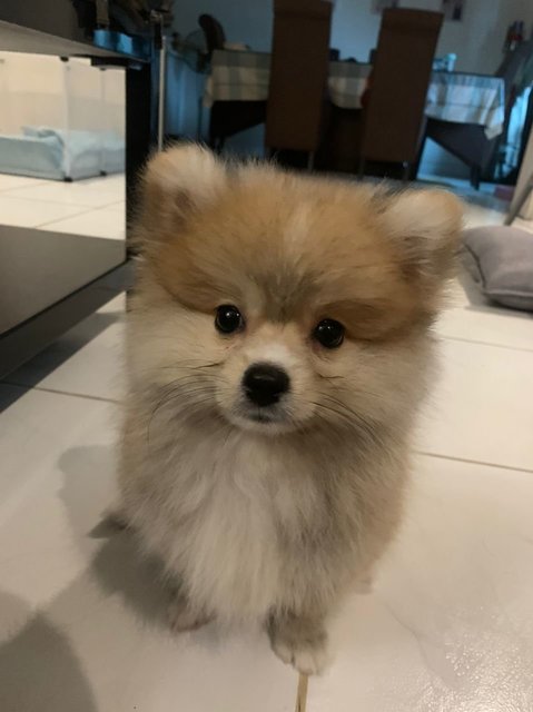 Pompom - Pomeranian Dog