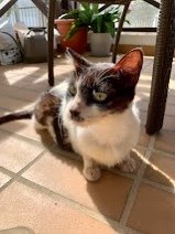 Domino - Domestic Short Hair Cat