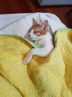 Geb - Domestic Short Hair Cat