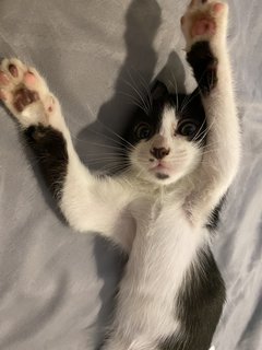 Peppa  - Domestic Short Hair + Tuxedo Cat