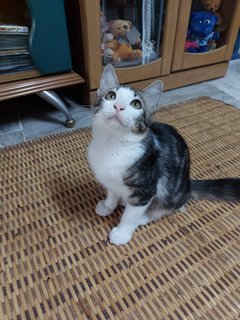Toby - Domestic Medium Hair Cat
