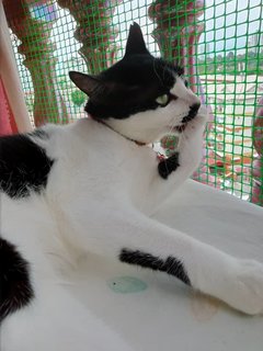 Yoga- Gorgeous Boy - Domestic Short Hair Cat