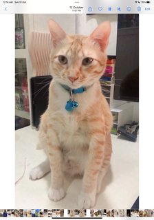 Bobby - Domestic Short Hair Cat