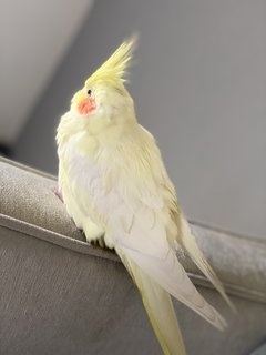 Kiki - Cockatiel Bird