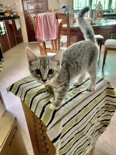 Dora The Explorer  - Ragdoll + British Shorthair Cat