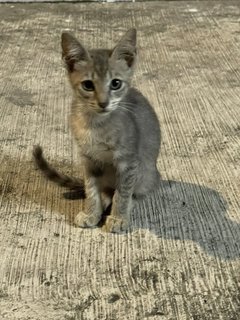 Dusty - Domestic Short Hair Cat
