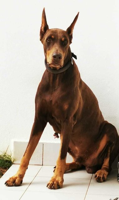 Rusty - Doberman Pinscher Dog