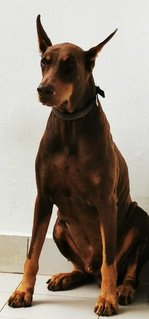 Rusty - Doberman Pinscher Dog