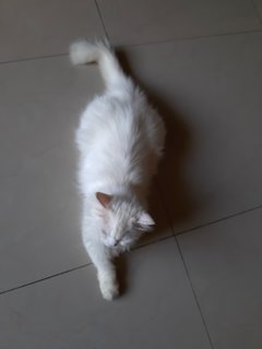 Moshka - Persian Cat
