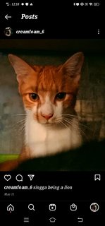 Singga - Tabby Cat