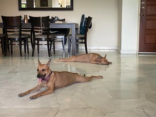Zura & Kali - Mixed Breed Dog