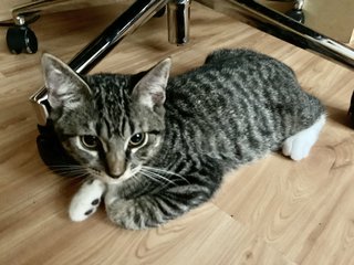 Mushi2 - Ragdoll + British Shorthair Cat