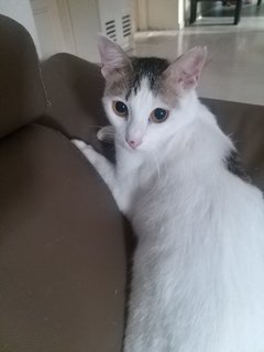 Baby Doll - Domestic Medium Hair Cat