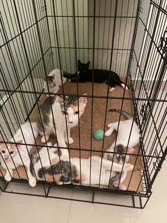 Summer &amp; Kurly - Domestic Short Hair Cat