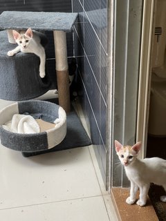 Kurly (Dough) & Kookie - Domestic Short Hair Cat
