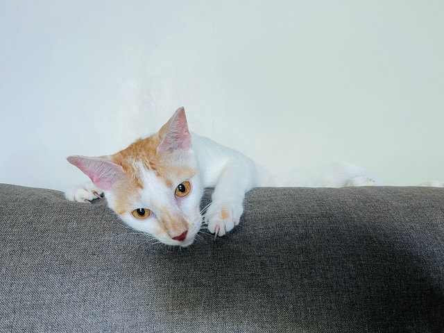 Summer &amp; Kurly - Domestic Short Hair Cat