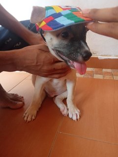 Rudolf - Mixed Breed Dog