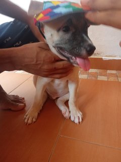 Rudolf - Mixed Breed Dog