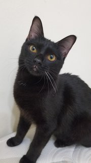 Misty & Rogue - Domestic Short Hair Cat