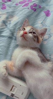 Mel - Domestic Short Hair + Calico Cat