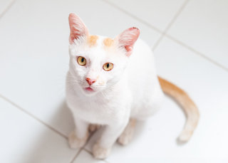 Taj - Domestic Short Hair Cat
