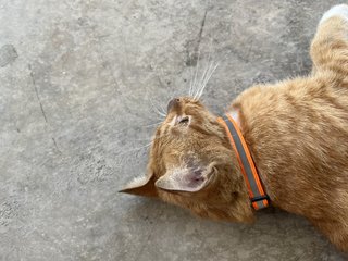 Mimi Jiang  - Domestic Short Hair Cat