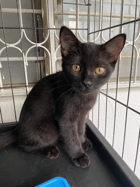 Puma - Domestic Short Hair Cat