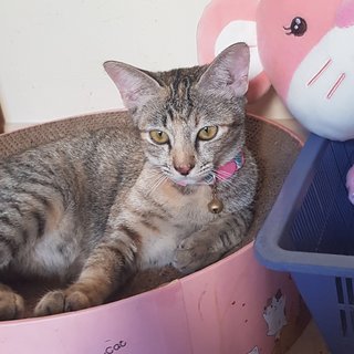 Pudding The Demure Diva - Tabby + Domestic Short Hair Cat