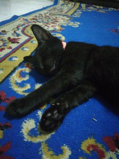 Panther - Domestic Short Hair Cat