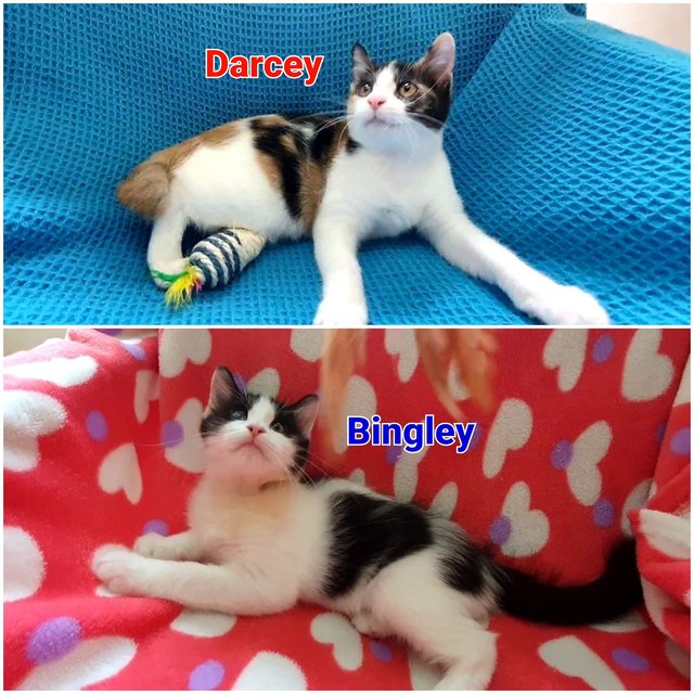 Darcey & Bingley - Domestic Short Hair + Domestic Medium Hair Cat