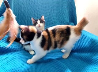 Darcey & Bingley - Domestic Short Hair + Domestic Medium Hair Cat