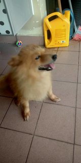 Tama - Pomeranian Dog
