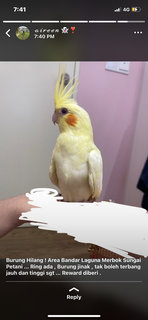 Raichu - Cockatiel Bird