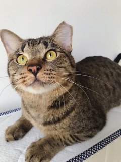 Popovich  - Domestic Short Hair Cat
