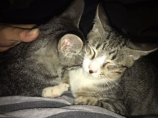 2 Cuddle Kitties - Domestic Short Hair Cat