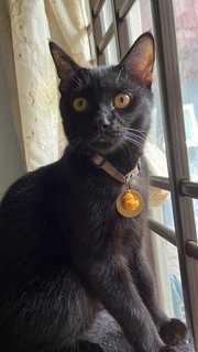 Bento - Domestic Short Hair Cat