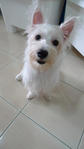 Chloe - West Highland White Terrier Westie Dog