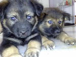 Adorable Puppy - German Shepherd Dog + German Pinscher Dog